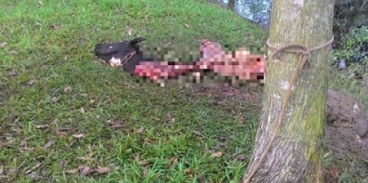 Ladrões abatem cabeças de gado em propriedade rural de Diamante do Oeste