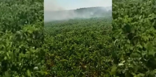 Lavouras de soja pegam fogo no Paraguai