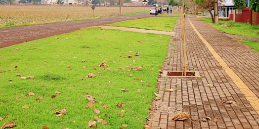 Mais de 400 mudas de árvores foram plantadas em calçadas do Bairro Caramuru