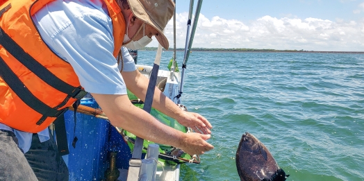 Marcação de peixes pela Itaipu tem primeiros resultados