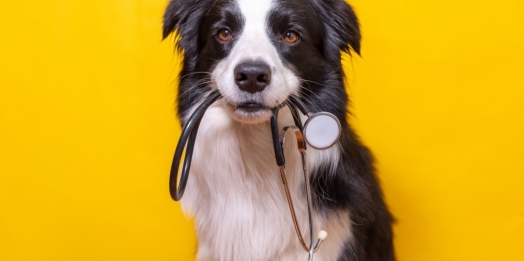 Março Amarelo: Faculdade UNIGUAÇU alerta tutores para prevenção das doenças renais em pets