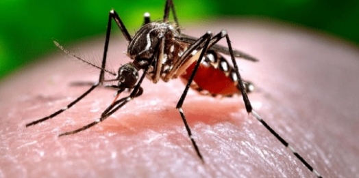 Medianeira entra na lista de cidades em epidemia de dengue