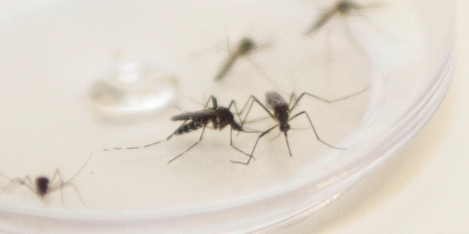 Medianeira realizará no sábado (19) o dia D de mobilização contra a Dengue