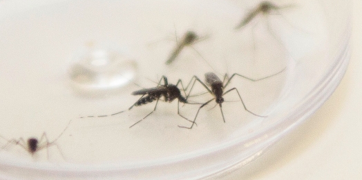 Medianeira registra primeiro óbito por Dengue