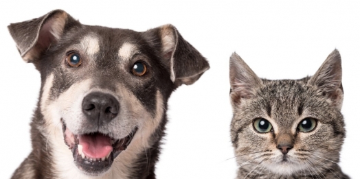 Médico Veterinário e professor da UNIGUAÇU, alerta sobre perigo do chocolate para os animais de estimação