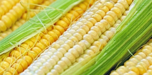 Mercado de milho segue parado