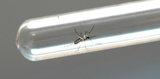 Mesmo nos dias mais frios do ano agentes de Endemias de Missal encontram criadouros dos mosquitos da dengue