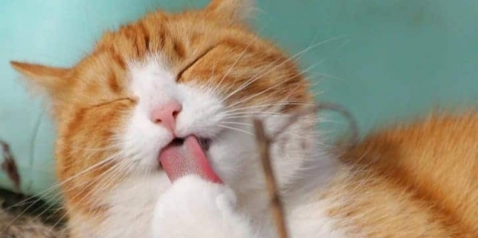 Meu gato não se limpa: saiba quais são as possíveis causas para esse comportamento.