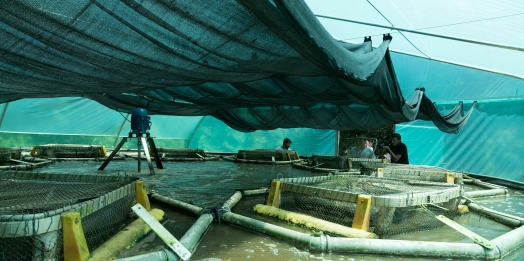 Mirando uso racional da água, Embrapa e Itaipu desenvolvem projeto para produzir peixes em sistema de bioflocos