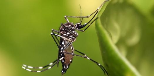 Missal chega a 70 casos de dengue