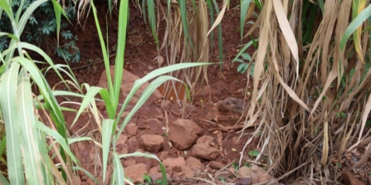 Missal decreta Situação de Emergência nas áreas do município afetadas pela Estiagem