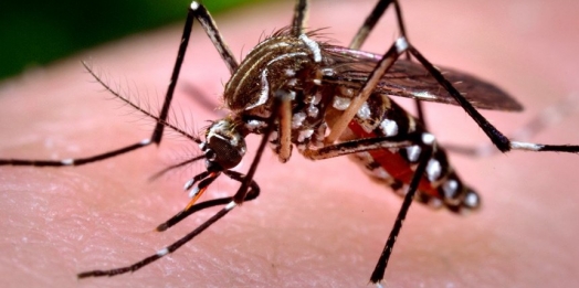 Missal entra em epidemia de dengue
