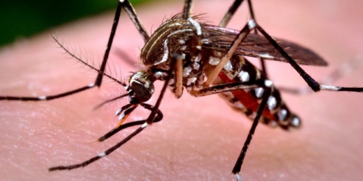 Missal registrou 31 casos de dengue desde o início do ano