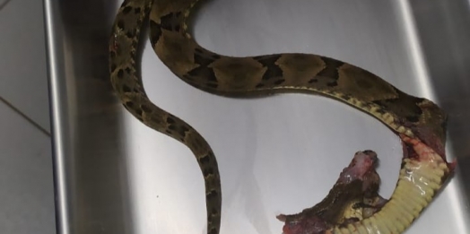 Morador de Santa Helena é atacado por cobra Jararaca