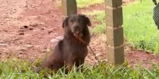 Moradora denuncia abandono sistemático de cães na Linha Castanhel