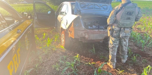 Motorista abandona carro com 300 quilos de maconha em plantação de milho no interior do Paraná
