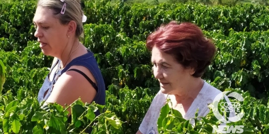Mulheres tentam manter viva a tradição de cultivar café no Paraná