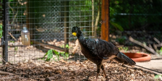 Mutuns doados por Itaipu têm primeira ninhada na Argentina