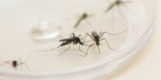 Não houve registros de casos de dengue nas duas últimas semanas em Missal