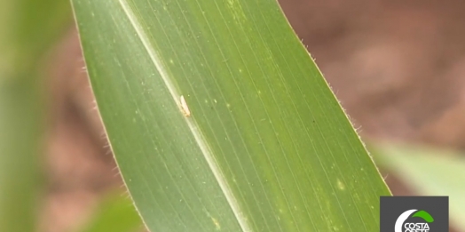 Nova praga em plantações de milho preocupa agricultores da região oeste do Paraná