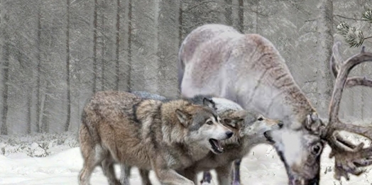 O alce e os lobos