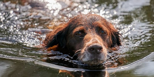 O cão e a carne