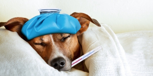O inverno chegou! Redobre atenção aos pets com a tosse dos canis