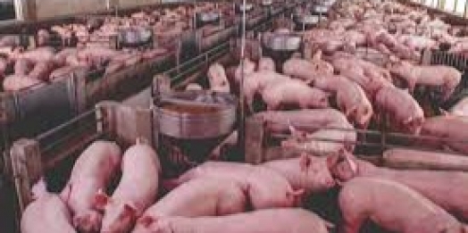 O Oeste do Paraná vai contar com uma central de bionergia com geração produzida pelo tratamento de dejetos de suínos