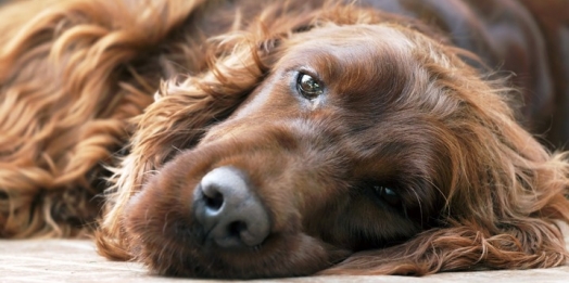 O que é cinomose? Conheça essa doença grave que atinge os cães