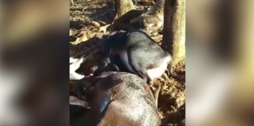 Animais morrem após descarga elétrica em propriedade rural de São José das Palmeiras