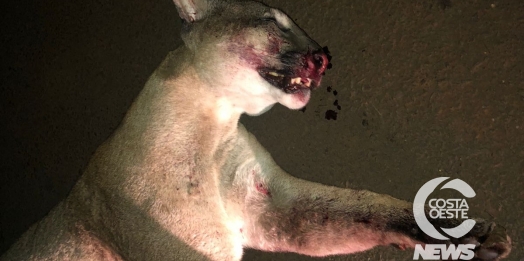 Onça-parda é atropelada e morta no distrito de Vila Celeste, em Santa Helena
