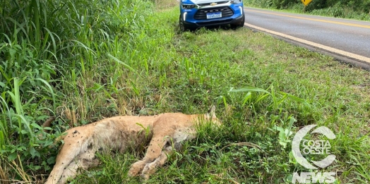 Onça parda é encontrada morta às margens da PR 497, em São Miguel do Iguaçu