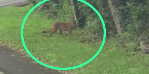 Onça-pintada é flagrada passeando no Parque Nacional do Iguaçu no feriado da Independência