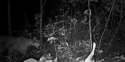 Onças-pardas invadem quintal de residência e atacam animais de estimação em São Miguel do Iguaçu