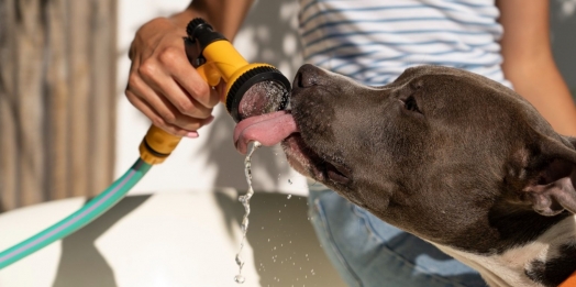 Onda de calor:  Saiba como cuidar dos pets durante as altas temperaturas