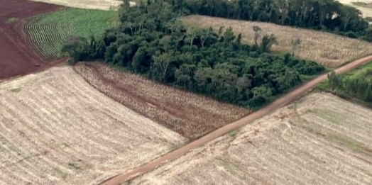 Operação embarga propriedades no Paraná por desmatamento e aplica multas de R$ 120 mil reais
