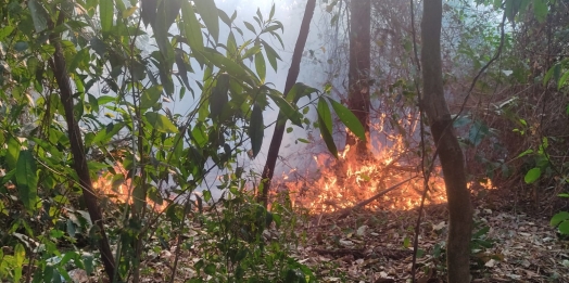 Órgãos de Fiscalização tem recebido diversas denúncias de incêndios ambientais em Missal
