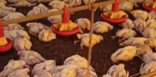 Oscilação de energia causa prejuízo de R$ 150 mil em aviário de São Miguel do Iguaçu