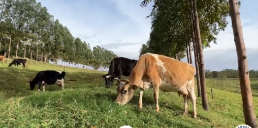 Para reduzir custos, produtor de leite aposta em integração  pecuária-floresta em Missal