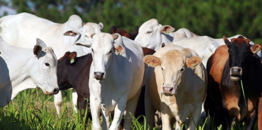 Paraná atua para ampliar espaço no mercado mundial de carnes