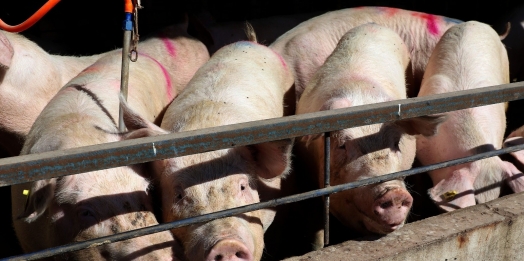 Paraná bate recorde de produção de carne de frango, suína e bovina no 1º trimestre de 2025