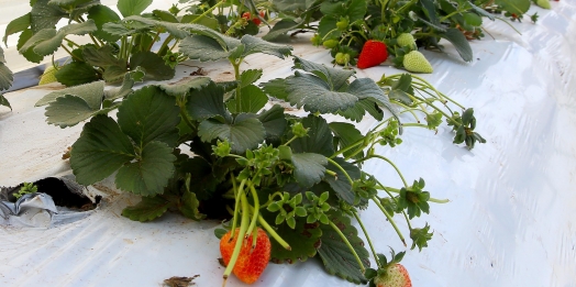 Paraná é o estado com mais ações municipais de agroecologia