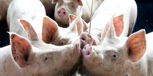 Paraná é o maior produtor de carne suína para consumo interno, aponta Boletim Agropecuário