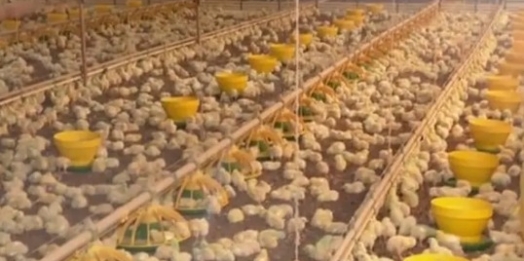 Paraná ganha novos mercados para exportação de frango na China