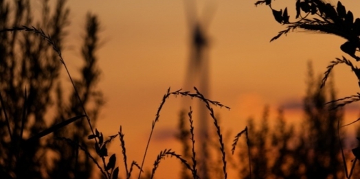 Paraná projeta redução de área cultivada de trigo para 2024