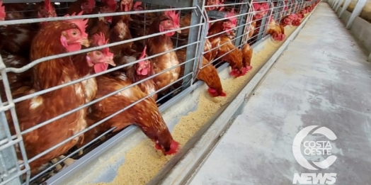 Paraná registra crescimento na produção de frangos, suínos e leite no 2º trimestre
