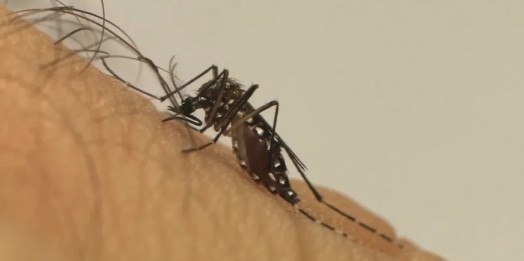 Paraná registra seis novas mortes por dengue, indica boletim