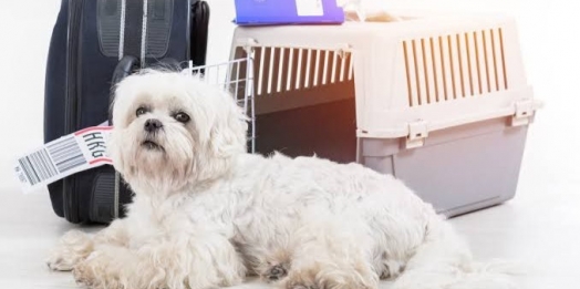 Paraná tem nova lei sobre transporte de animais em ônibus intermunicipais