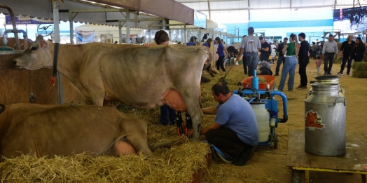 Paraná tem nove cidades na liderança da produção agropecuária nacional