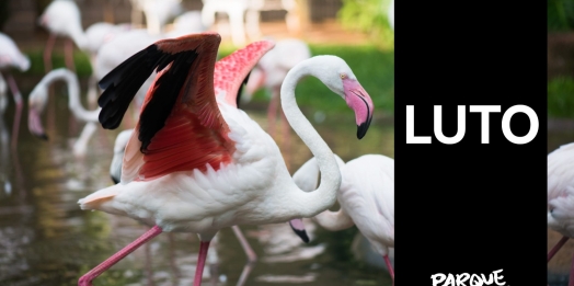 Parque das Aves decreta luto de três dias após morte de 172 flamingos